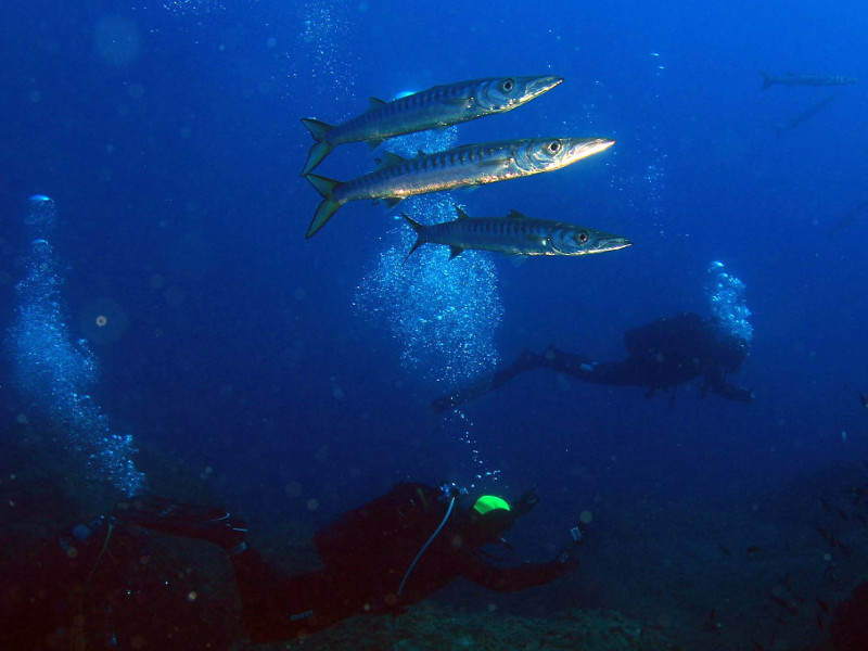 Barracuda fotografati durante un immersione